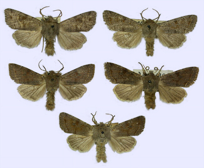 Noctuidae image